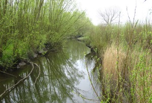 Dutch wetland from www.tussentonen.nl