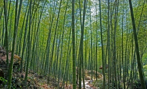 bamboo poles 3
