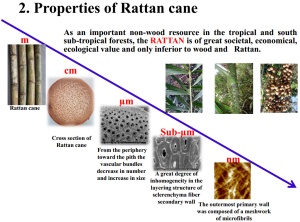 Properties of rattan.  Illustration by Dr Yang Shumin 