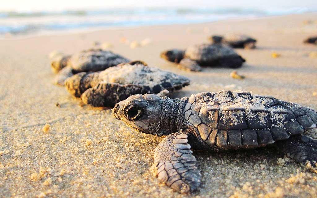 baby-turtles-beach